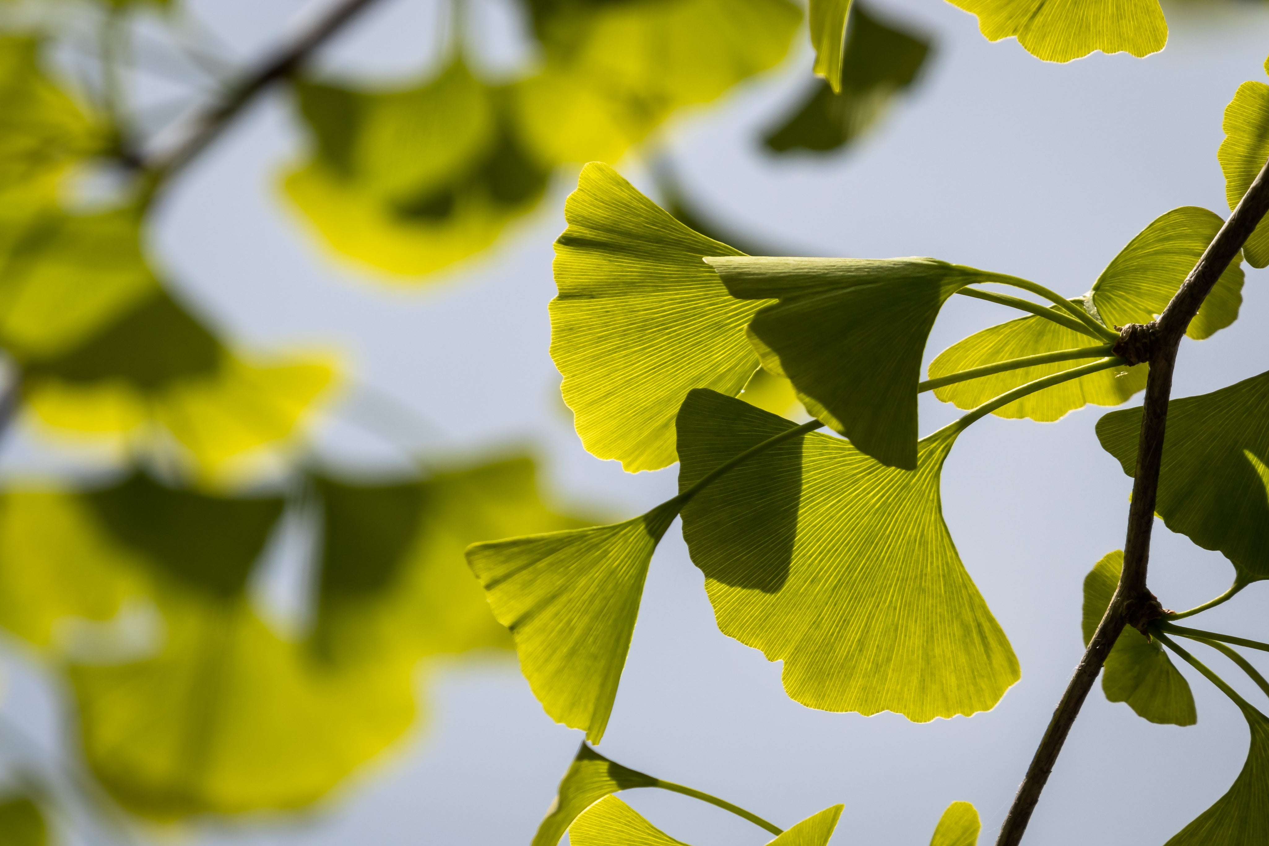 Menopause Ginkgo Biloba