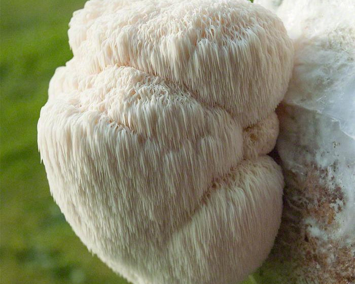 What Is Lion's Mane? A Smart Mushroom Choice For Memory, Mood And Clarity