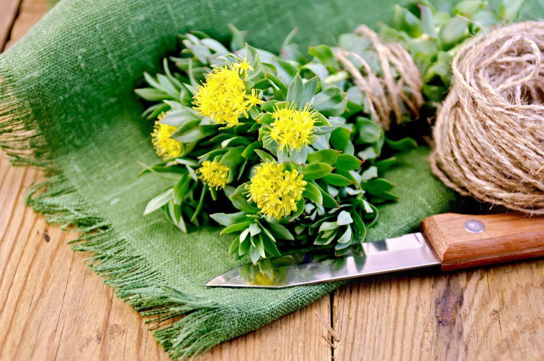 Rhodiola Rosea Adaptogen Monks