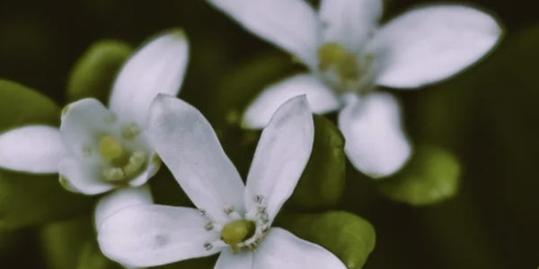 Bacopa Monnieri